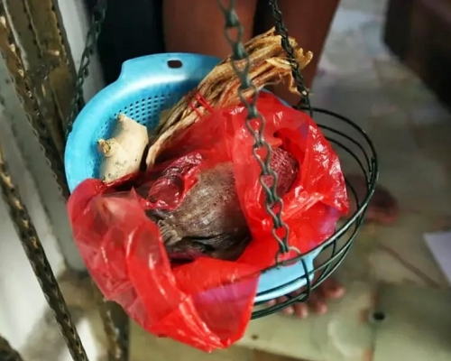 樓上單位滴惡臭黑汁,最終證實只是變壞的鹹魚。網上圖片