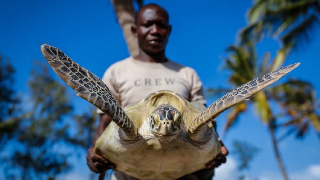 坦桑尼亚发生村民食海龟中毒事故，已致9死78人留医。示意图。美联社
