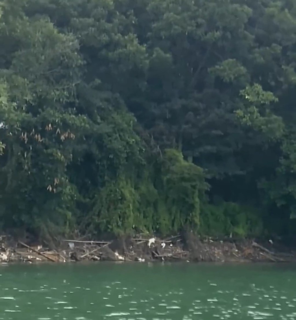 放生貓的地點為清遠一水庫。微博@韓路