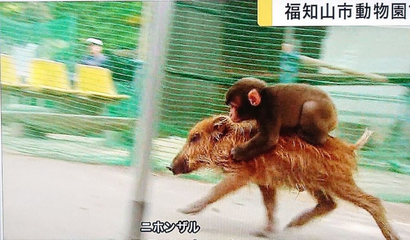 日本京都動物園有猴子自小與野豬結伴成好友，經常出雙入對。(網圖)