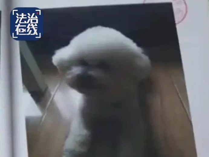 北京男子因毒餌殺狗被判囚4年。法治在線 北京男子因毒餌殺狗被判囚4年。法治在線