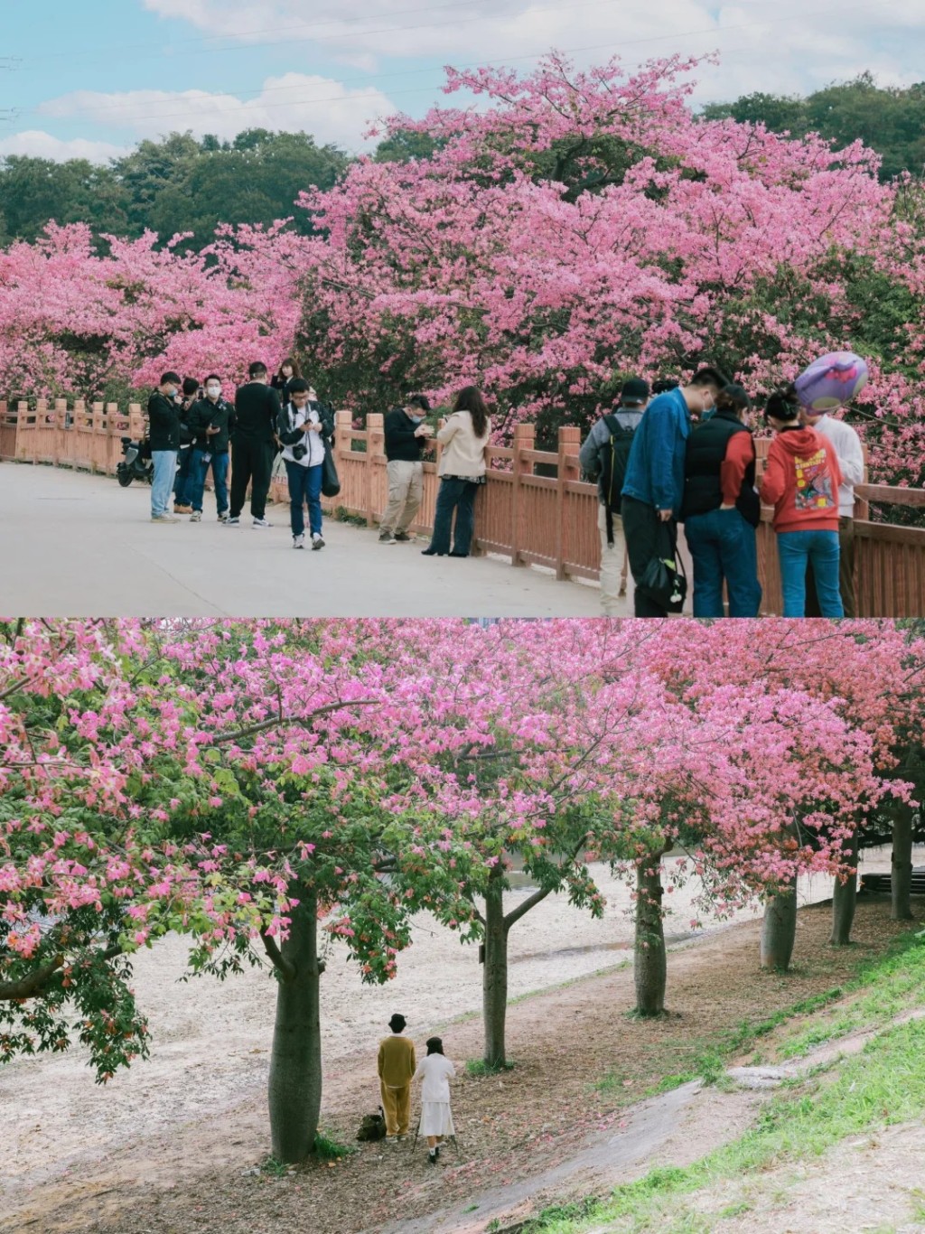 盛開時花冠呈淡紫及粉红色，花大而茂密（圖片來源：小紅書@陸曦）