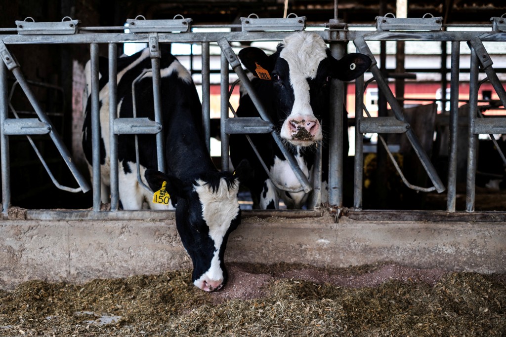 美国迄今有9个州的52个乳牛场发现有乳牛感染禽流感。路透社