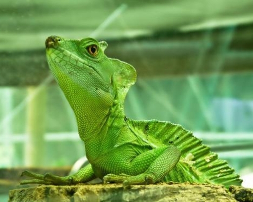 太原海關逮捕6名走私野生動物的疑犯，初步查明，涉案嫌疑人多為「異寵」愛好者。(網圖)