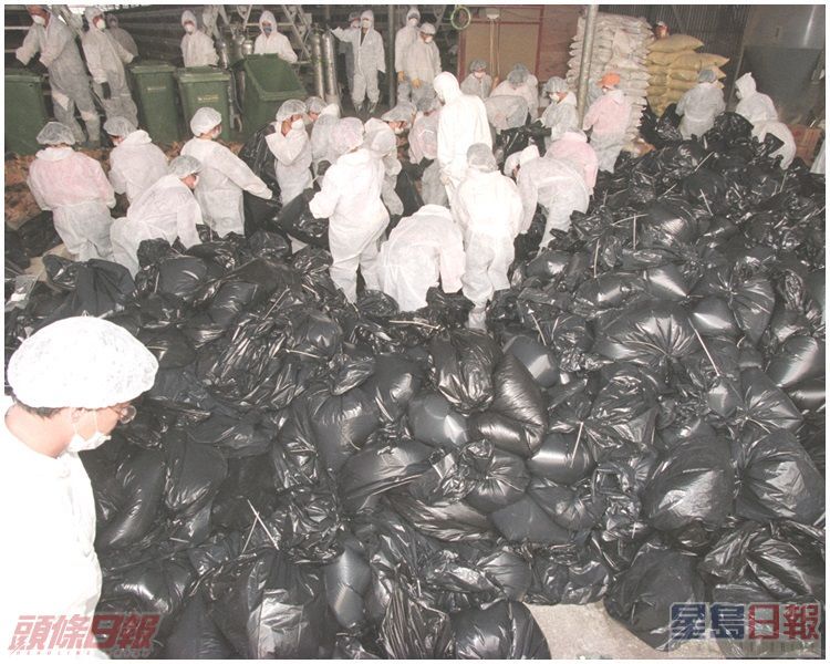 雞屍堆積如山。資料圖片