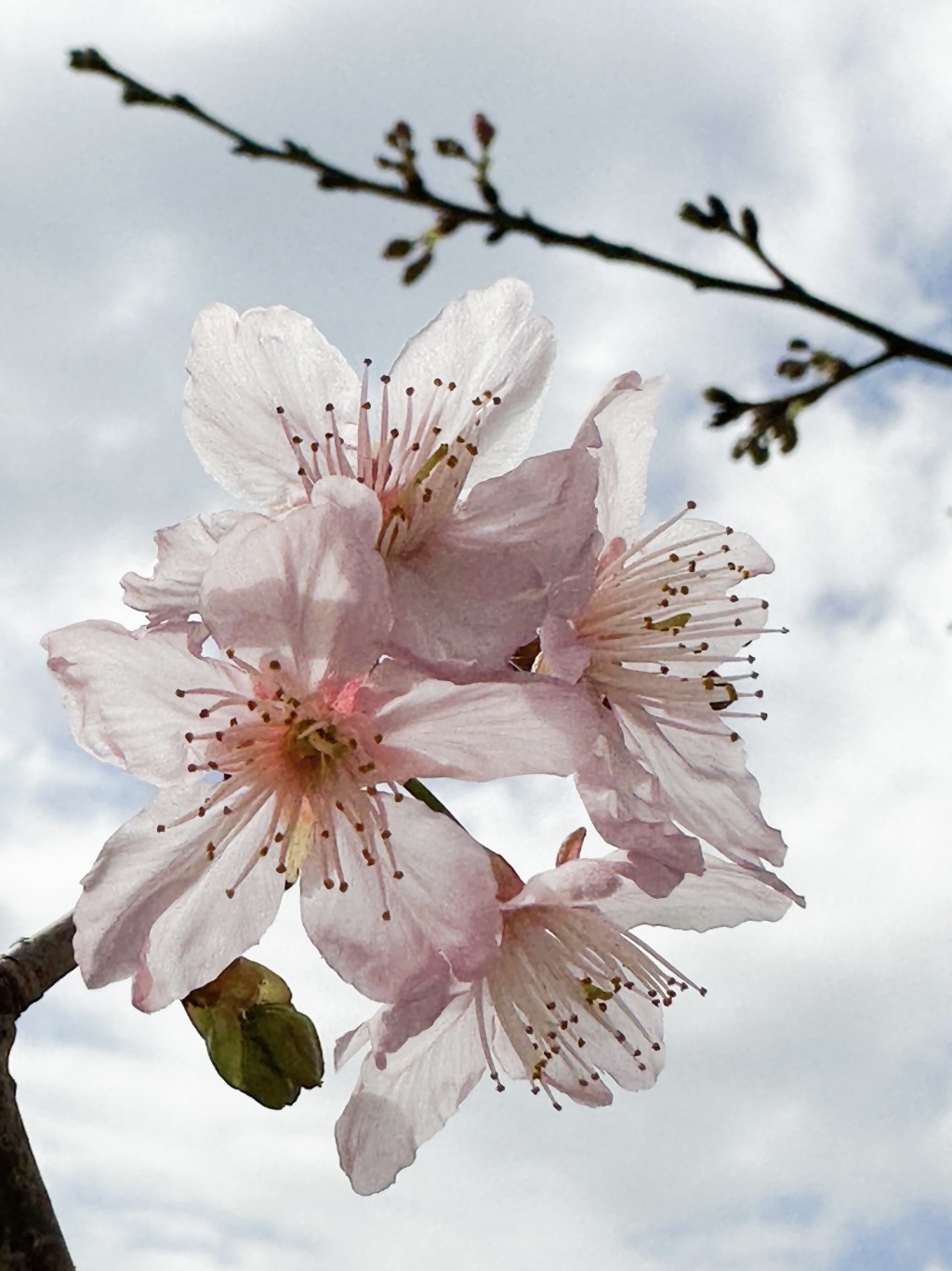 東涌、將軍澳、荔枝角公園都栽種有不同品種的櫻花樹