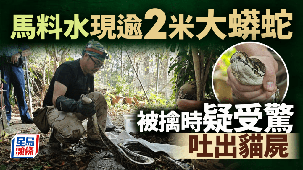 馬料水赤泥坪村2米緬甸蟒吞貓 遭蛇王擒拿受驚吐貓屍
