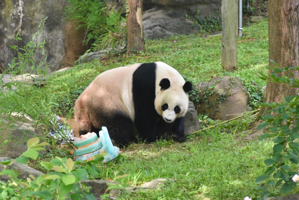 動物園特別炮製了一個冰凍果汁蛋糕為「美香」慶祝生日。中新社