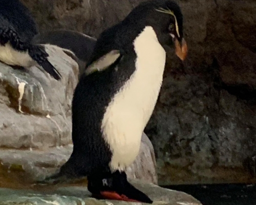 美國聖路易斯動物園為一隻患有關節炎的企鵝穿上特製靴子。網上圖片