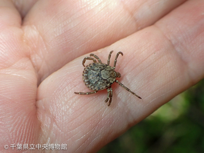 龟形花蜱。 千叶县立中央博物馆