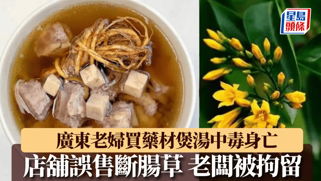 肇慶老婦買「海風藤」祛濕藥材煲湯中毒身亡,因店舖誤售斷腸草。