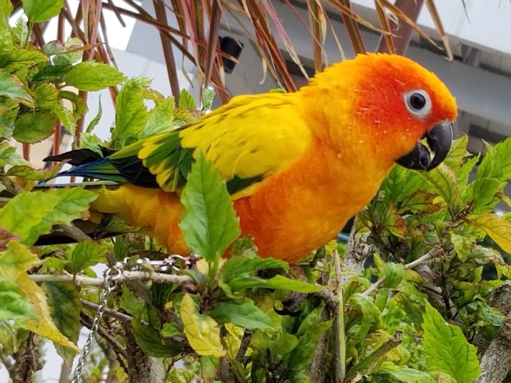GiGi為一隻雌性金太陽鸚鵡。fb：筲箕灣西灣河關注組