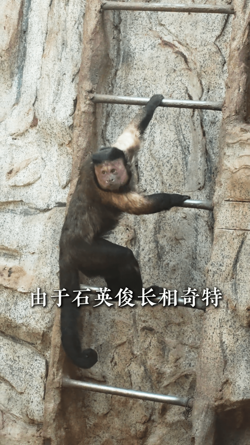 石家庄动物园“国字脸”网红萌猴正式定名“石英俊”。