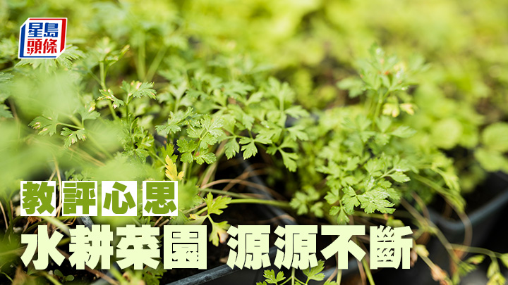 陳月平 - 水耕菜園 源源不斷｜教評心思