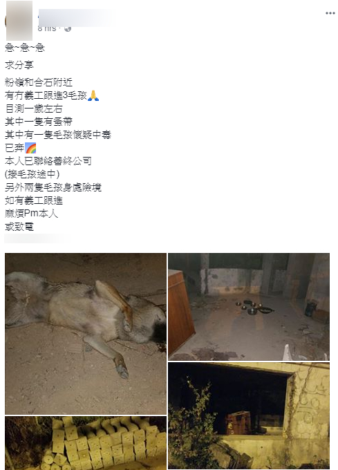 狗義工網上求助。網圖