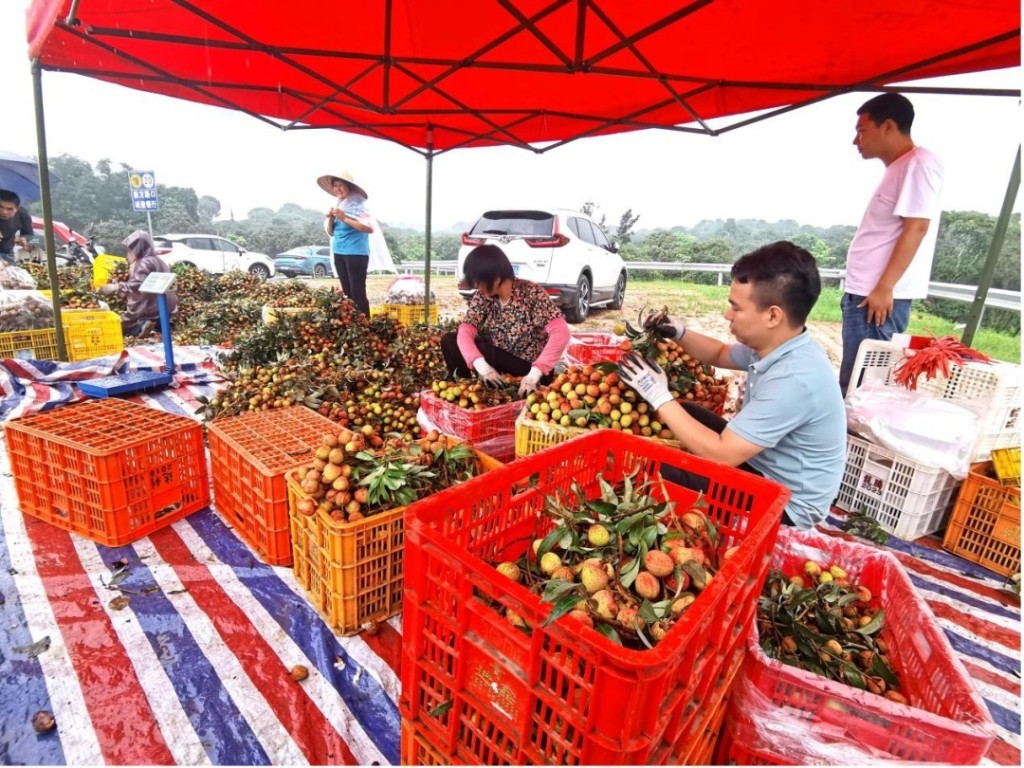 又到荔枝上市季節。 又到荔枝上市季節。