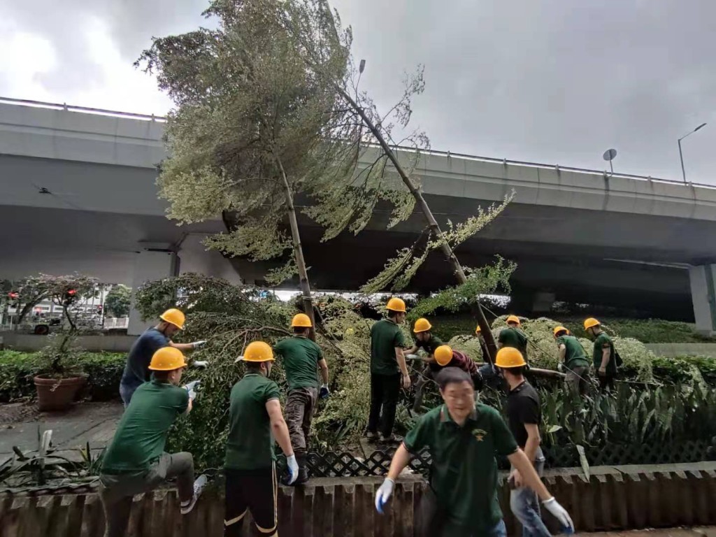 中國退伍軍人香港總會隊員清理中聯辦對開干諾道西塌樹。(受訪者提供)