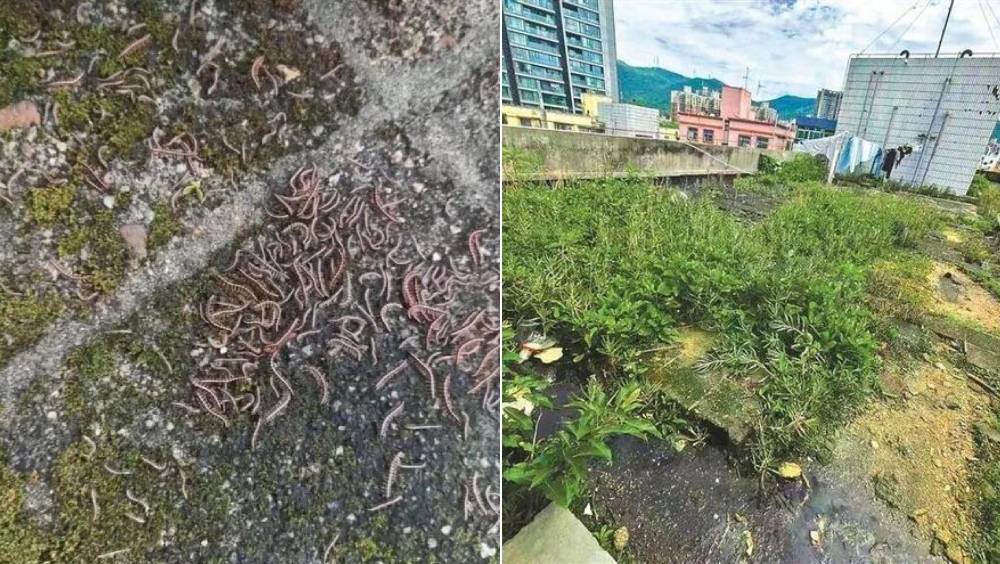 深圳裕林花園天台雜草叢生，爆發蟲患。