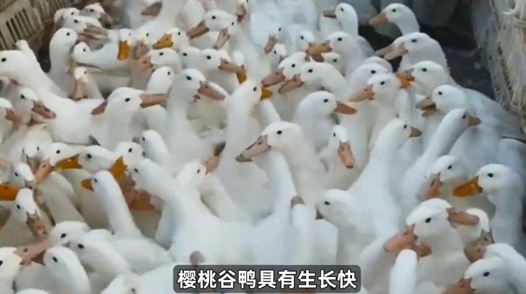 此品種的鴨子生長快、壯健、瘦肉率高、抗病力強（抖音@中國食品報融媒體）