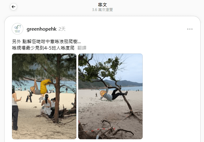 除了麥理浩徑外,「綠色希望」組織在浪茄灣,也發現有內地遊客對著幼小樹木進行「抱樹」打卡。(相片來源:由綠色希望提供) 除了麥理浩徑外,「綠色希望」組織在浪茄灣,也發現有內地遊客對著幼小樹木進行「抱樹」打卡。(相片來源:由綠色希望提供)