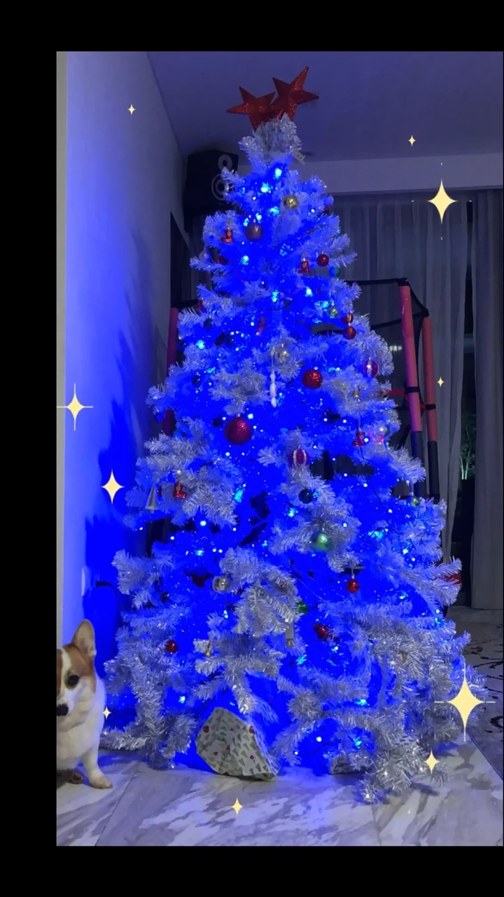 家中的聖誕樹相當大棵。