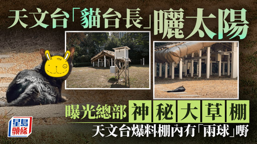 天文台「貓台長」曬太陽 曝光總部神秘大草棚 天文台爆料棚內有「兩球」嘢｜Juicy叮