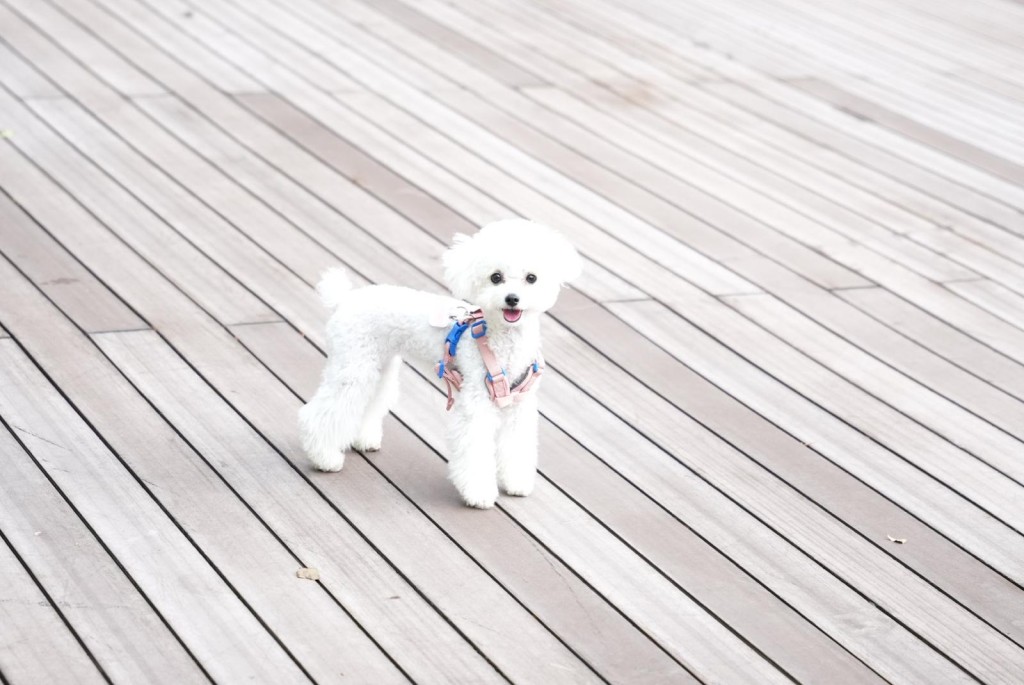 蝦哈體型只有2公斤，當時被超過20公斤大狗襲擊。