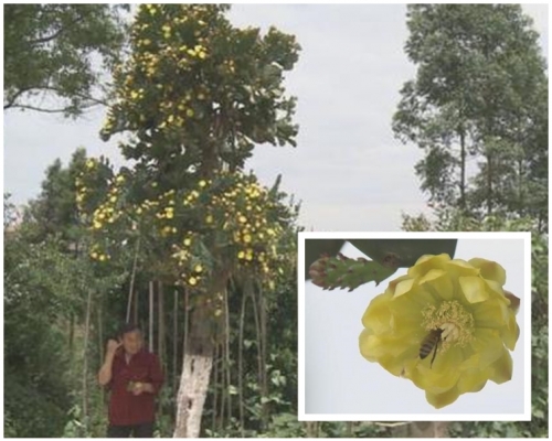 仙人樹高5米，樹幹直徑足足有20多公分。