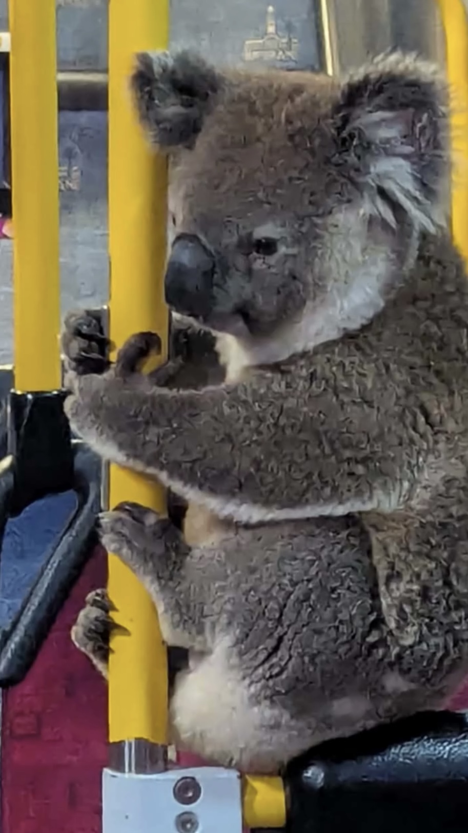 樹熊佩里在巴士上乖乖等待。 fb / Koala Rescue Brisbane South