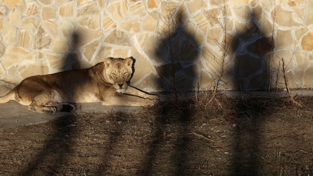 泰根野生動物園的獅子正在休息。 路透社