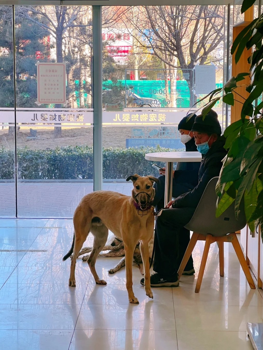 內地飼主如未能找到志願者捐寵物血，便可能要花天價買血。小紅書＠哈瑞是隻堅強小比熊