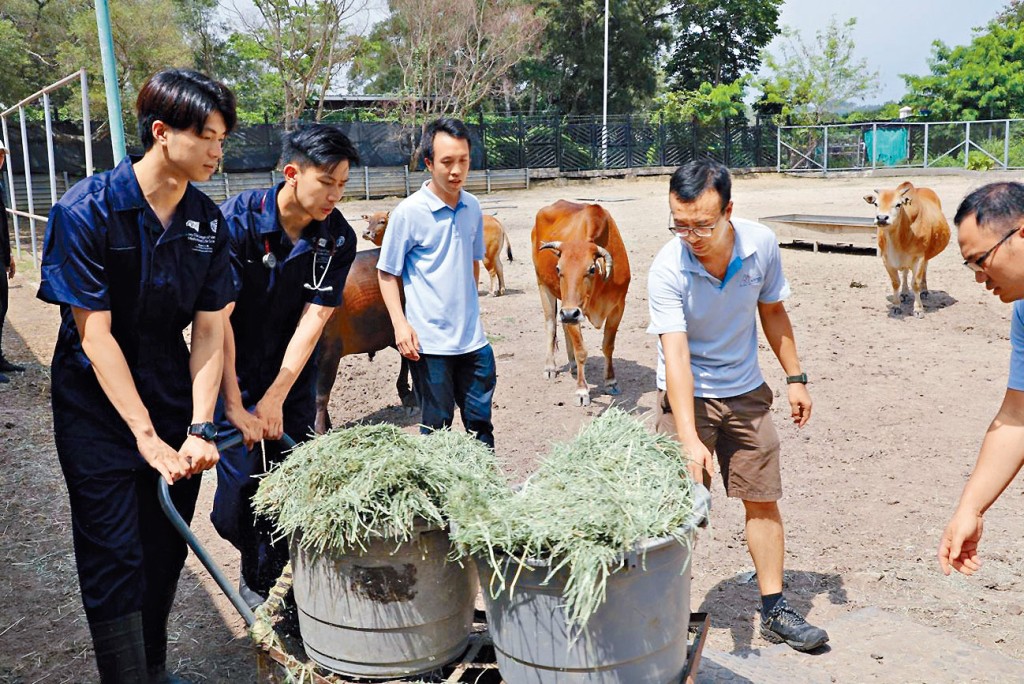 獸醫學生學習照顧牛隻。