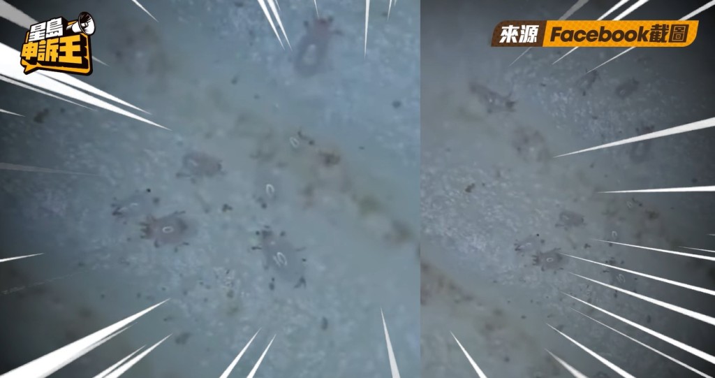 有外國網民在社交平台發布影片，直指顯微鏡下內地平價杯麵有蟲。