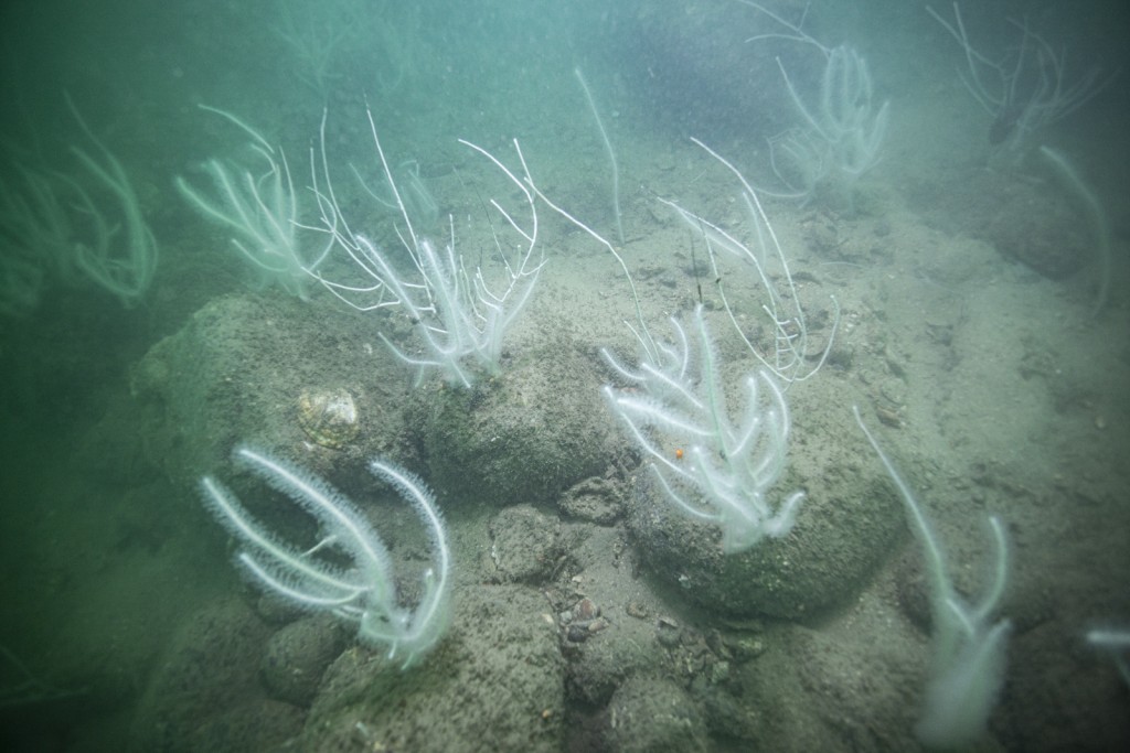 鍾子浩指由於目前技術難以探測海底生物，陸地和海洋的生物保育有很大差距。