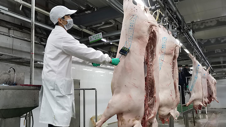 內地生豬屠宰操作規程首次納入國際標準。網上圖片
