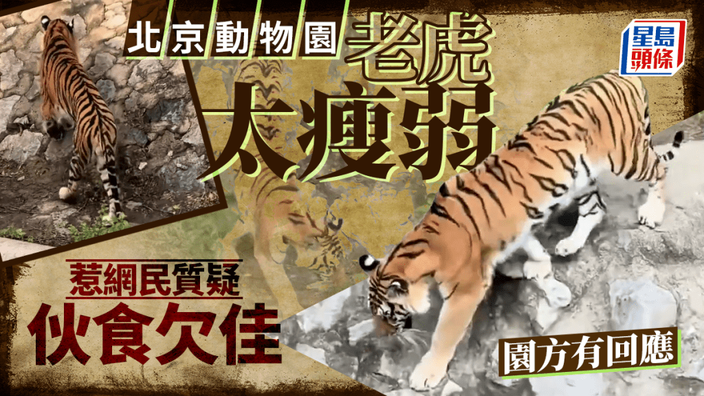 老虎瘦如「卡片」引質疑 北京動物園：體重正常飼料夠營養