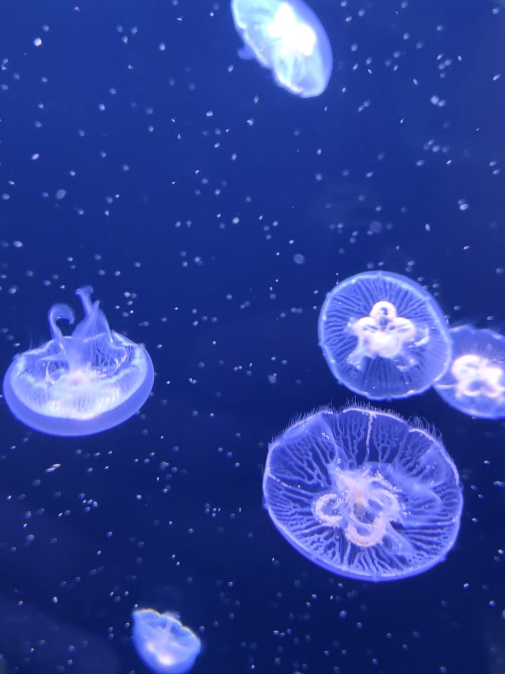 小小的式宏水母間，已先後飼養過不同品種的水母。 （圖片來源：受訪者提供）
