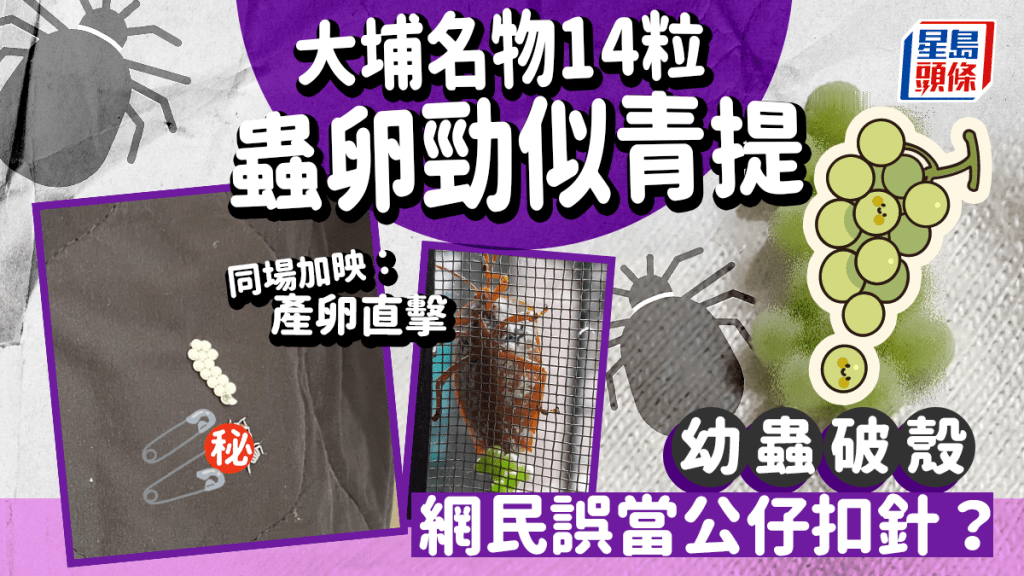 「大埔名物14粒」蟲卵勁似青提 幼蟲外形卡通 網民認錯公仔扣針