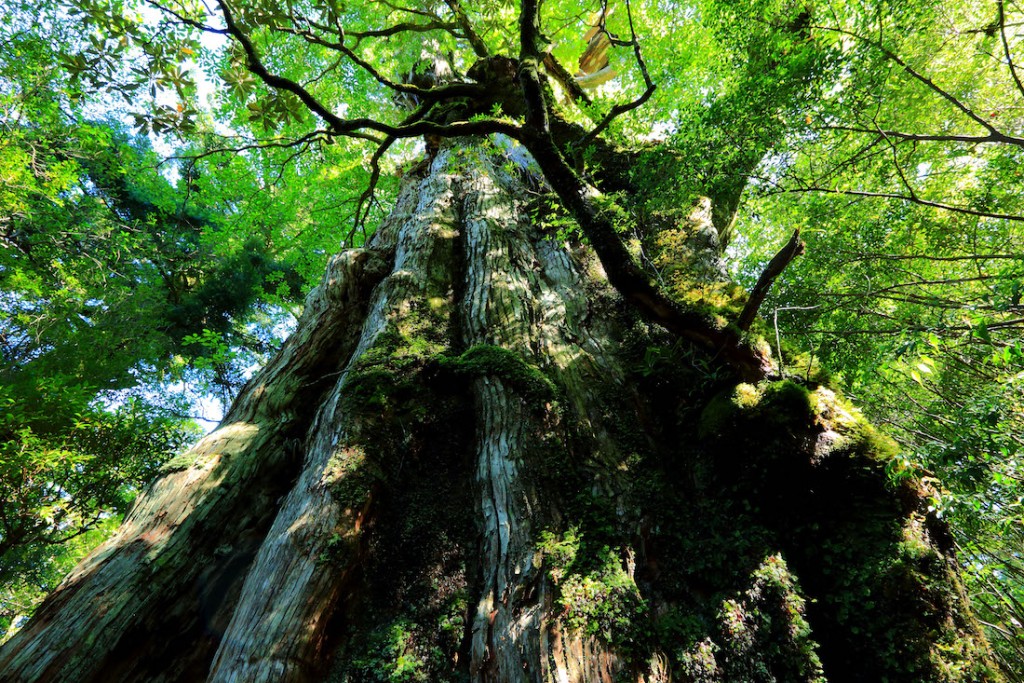 屋久島上約20%面積被列入世界自然遺產。