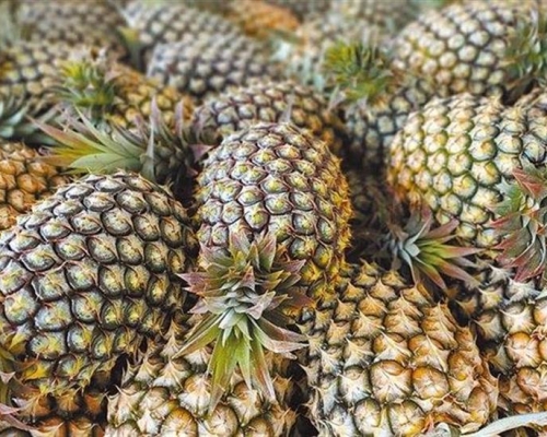 大陸現時禁台灣菠蘿進口。網上圖片