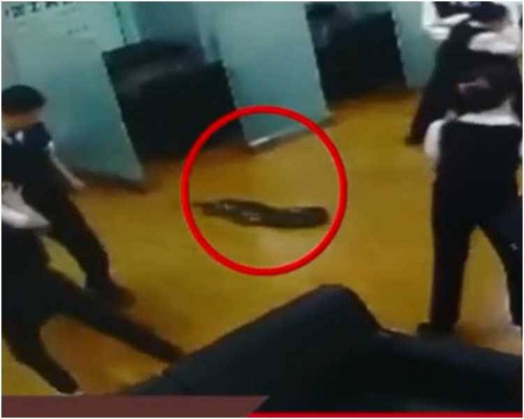 大蟒蛇在地上而蠕動。
