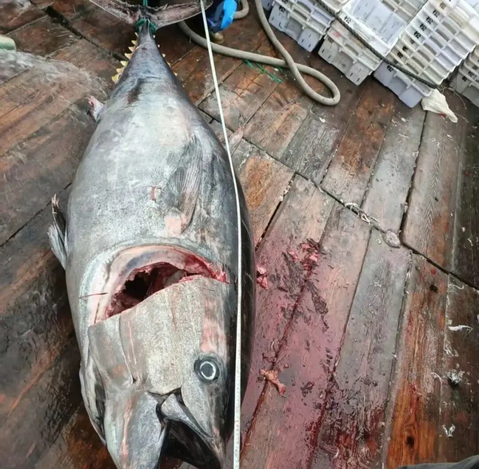 浙江渔民捕获巨型蓝鳍吞拿鱼。 浙江渔民捕获巨型蓝鳍吞拿鱼。