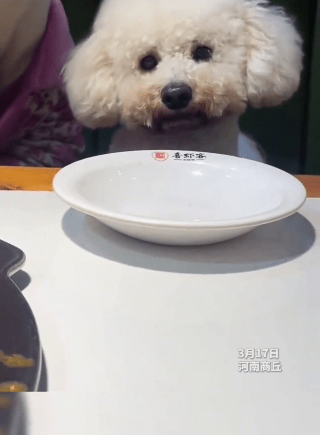 食客携犬同台拍片。