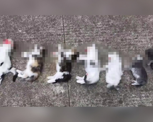 江蘇女子申訴家中7隻小貓被前男友摔死。