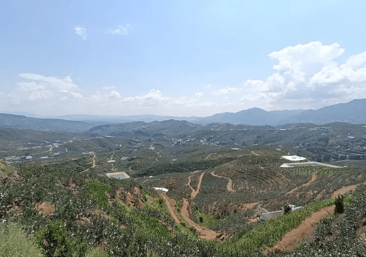 会理石榴种植基地。 红星新闻