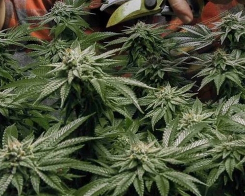 根據建議紐約州居民可以自行種植3棵成熟大麻自用。AP
