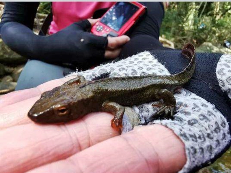 有眼利網民見看到這隻蠑螈左手有傷口。「山野‧新聞庫」Facebook圖片