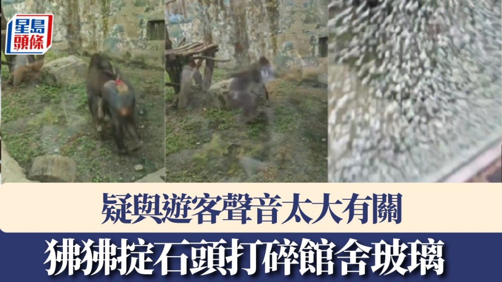 狒狒掟石頭打碎館舍玻璃。