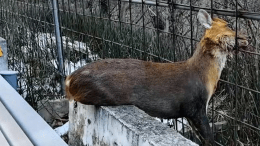 有野生動物此前被卡在210國道秦嶺段路邊圍網上。澎湃新聞