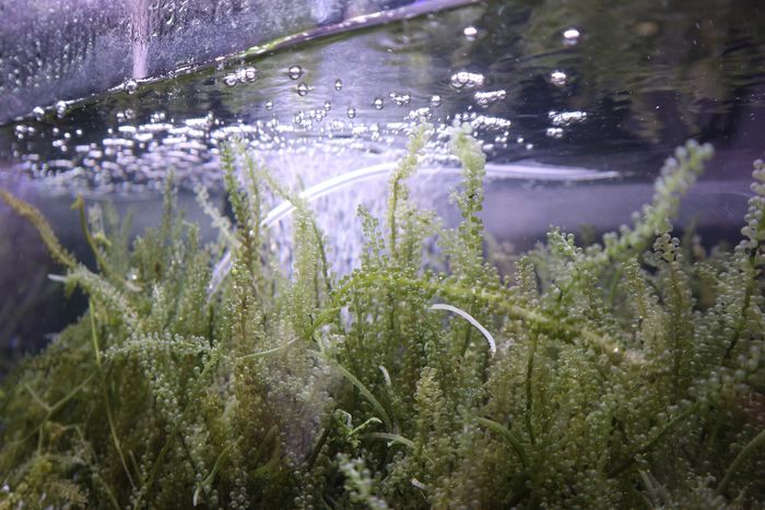 有「綠色魚子醬」美名的海葡萄是日本沖繩名物,含豐富維生素和礦物質。(圖片由VTC提供)